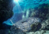 USOs The Counter Narrative. The Richard Dolan Show USO - UFO Unknown object is explored underwater by divers